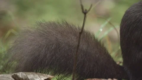 European squirrel in a German forest Stock Footage 161599732