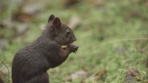 European squirrel in a German forest Stock Footage 161599748