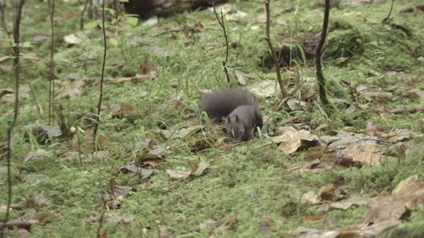 European squirrel in a German forest Stock Footage 161599763