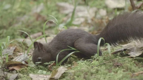 European squirrel in a German forest Video stock 161599778