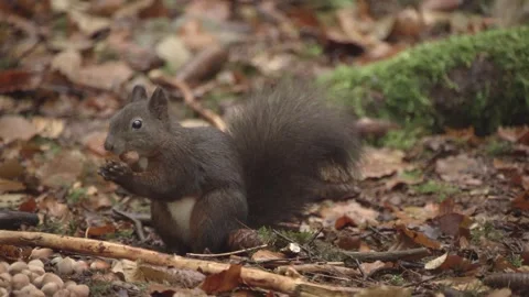 European squirrel in a German forest Stock Footage 161599828