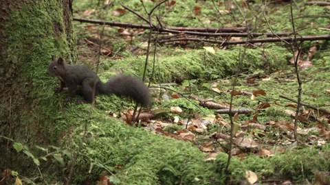 European squirrel in a German forest Stock Footage 161599830