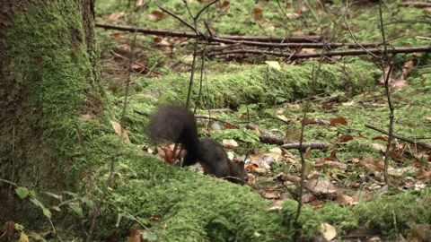 European squirrel in a German forest Stock Footage 161599844