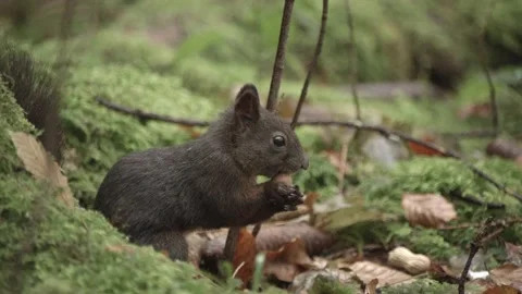 European squirrel in a German forest Stock Footage 161599848