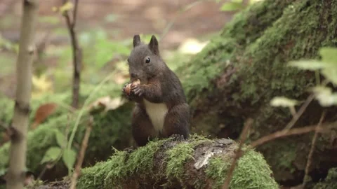 European squirrel in a German forest Stock Footage 161599863