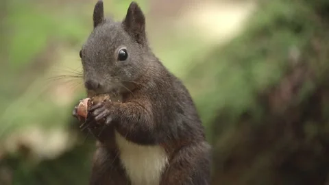 European squirrel in a German forest Stock Footage 161599891