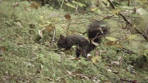 European squirrel in a German forest Stock Footage 161599997