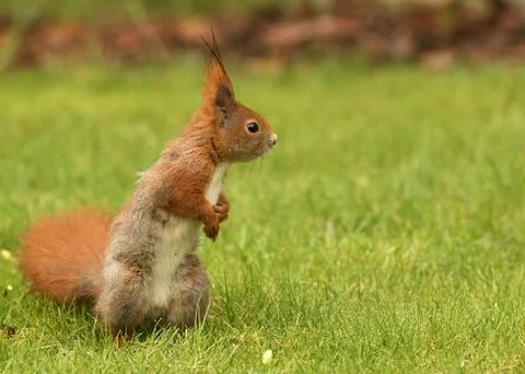 European squirrel sitting on the grass (Sciurus) Stock Photos