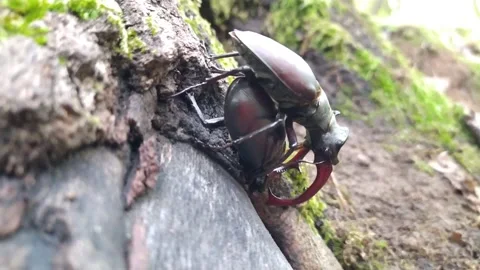 European stag beetle mating - Lucanus cervus Stock Footage 201775307
