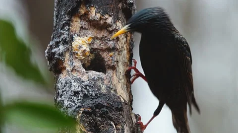 European Starling Видео 46983594