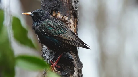 European Starling Stock Footage 46984766