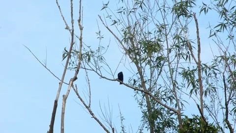 European starling perched on thin branch among green leaves 스톡 동영상 343638951