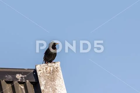 European starling, Sturnus vulgaris. Bird sitting on roof with blue sky Stock Photos