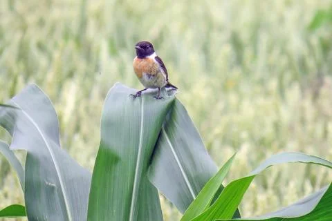 European stonechat on a corn leaf Photos
