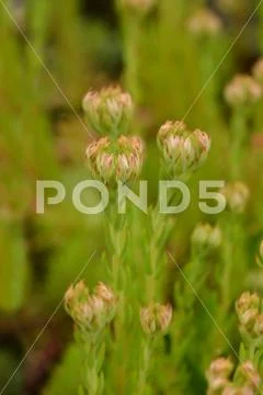 European stonecrop Stock Photos