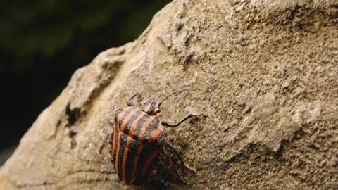 European striped shield bug (Graphosoma italicum) crawling. 스톡 동영상 324893072