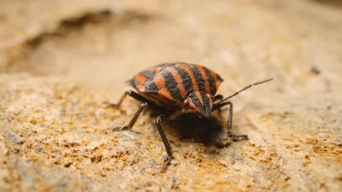 European striped shield bug (Graphosoma italicum), static shot Stock Footage 324893089