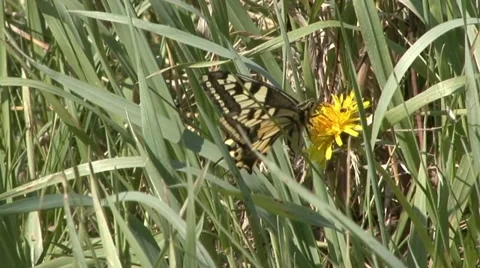 European swallowtail Stock Footage 18184510