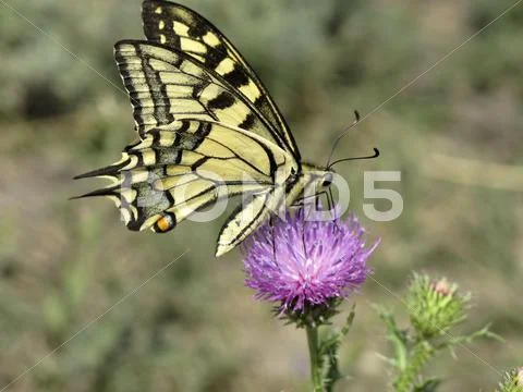 European swallowtail (Papilio machaon) feeding on a flower Stock Photos