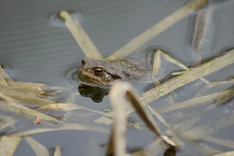 European toad (Bufo bufo) floating in the early spring pond Stock Photos
