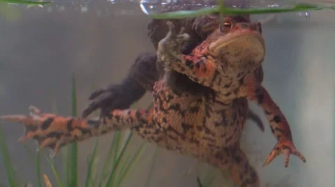 European toad - Bufo bufo Stock Footage 49435965