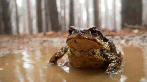 European toad, Bufo bufo, Spain Stock Footage 234452977