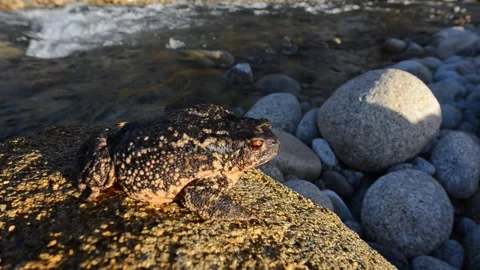European toad, Bufo bufo, Spain Stock Footage 234452979
