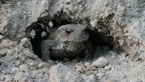 European Toad Frog getting out from the hole, Bufo bufo Video stock 11298274