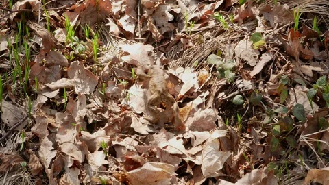 European toad walking on forest floor.4k Stock Footage 88285451