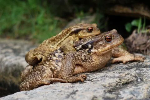 European Toads in Amplexus on Forest Floor Foto stock