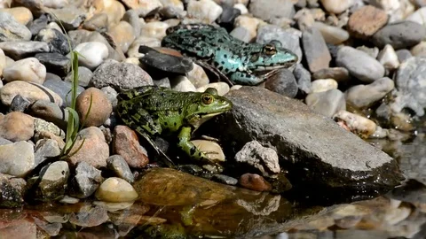 European Tree Frog Stock Footage 70140721