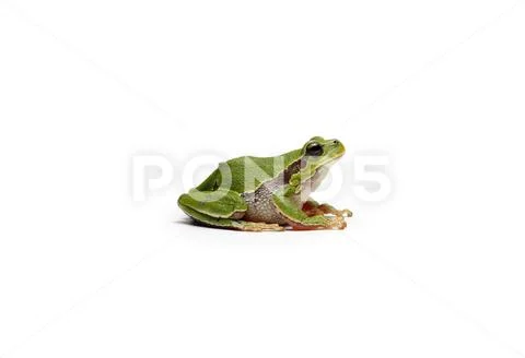 European Tree Frog Stock Photos