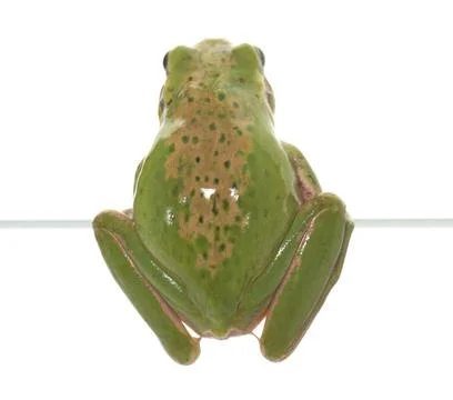 European tree frog 写真素材