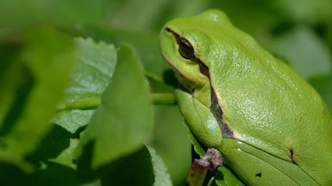 European tree frog - side view Video stock 90460024