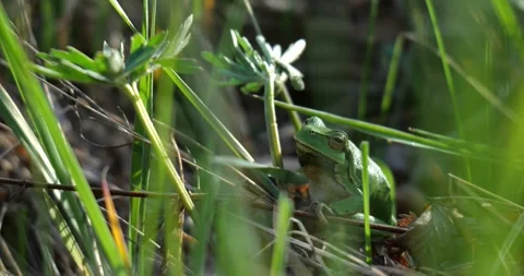 European Tree Frog in Spring Grass Video stock 306827063