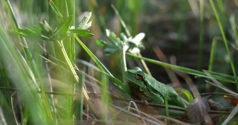 European Tree Frog in Spring Grass Stock Footage 306827231