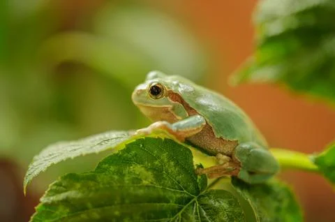 European tree frog on stem of raspberry Stock Photos