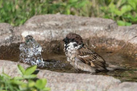 European tree sparrow Stock Photos