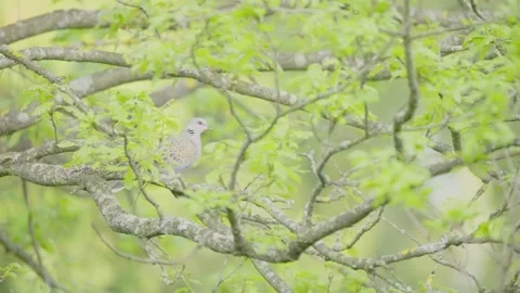 European turtle dove bird in the spring forest Stock Footage 345367910