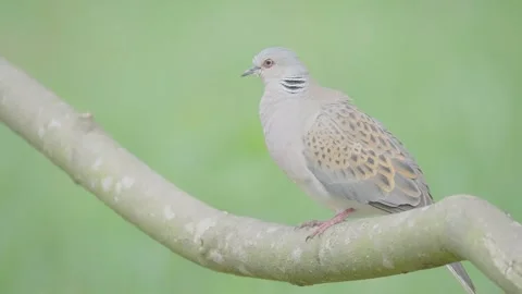 European turtle dove bird in the spring forest Stock Footage 345367923
