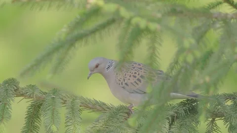 European turtle dove bird in the spring forest Stock Footage 345367927