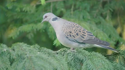 European turtle dove bird in the spring forest Stock Footage 346147259