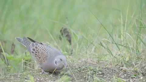 European turtle dove bird in the spring forest Stock Footage 346147320