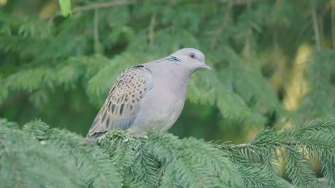 European turtle dove bird in the spring forest Stock Footage 346147402
