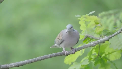 European turtle dove bird in the spring forest Stock Footage 346147467