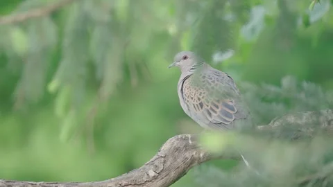 European turtle dove bird in the spring forest Stock Footage 346147470