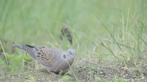 European turtle dove bird in the spring forest Stock Footage 346147500