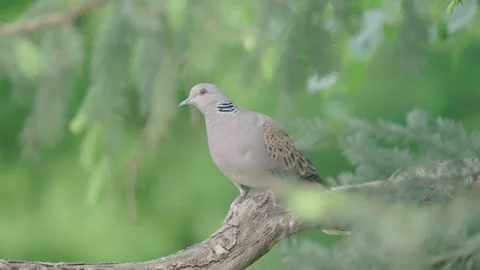 European turtle dove bird in the spring forest Stock Footage 346147547