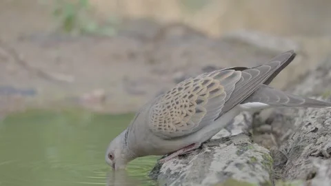 European turtle dove bird in the spring forest Stock Footage 346147592