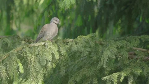 European turtle dove bird in the spring forest Stock Footage 346147657